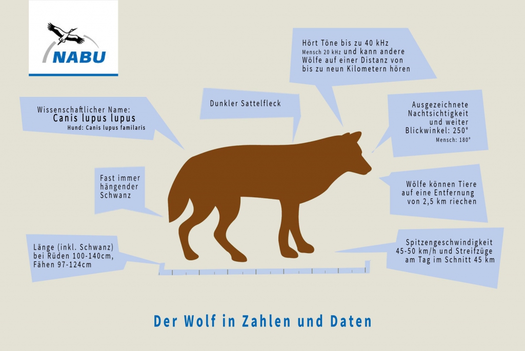 Landesfachausschuss Wolf in NRW (NABU) Steckbrief Europäischer Wolf